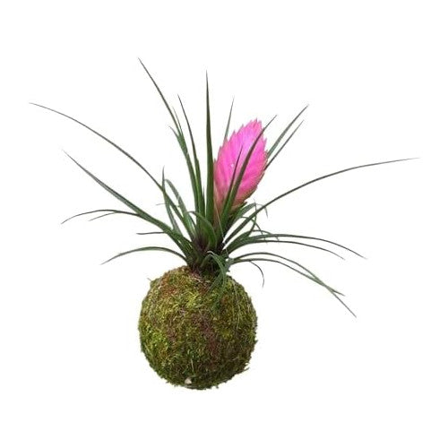 Kokedama Tillandsia Cyanea
