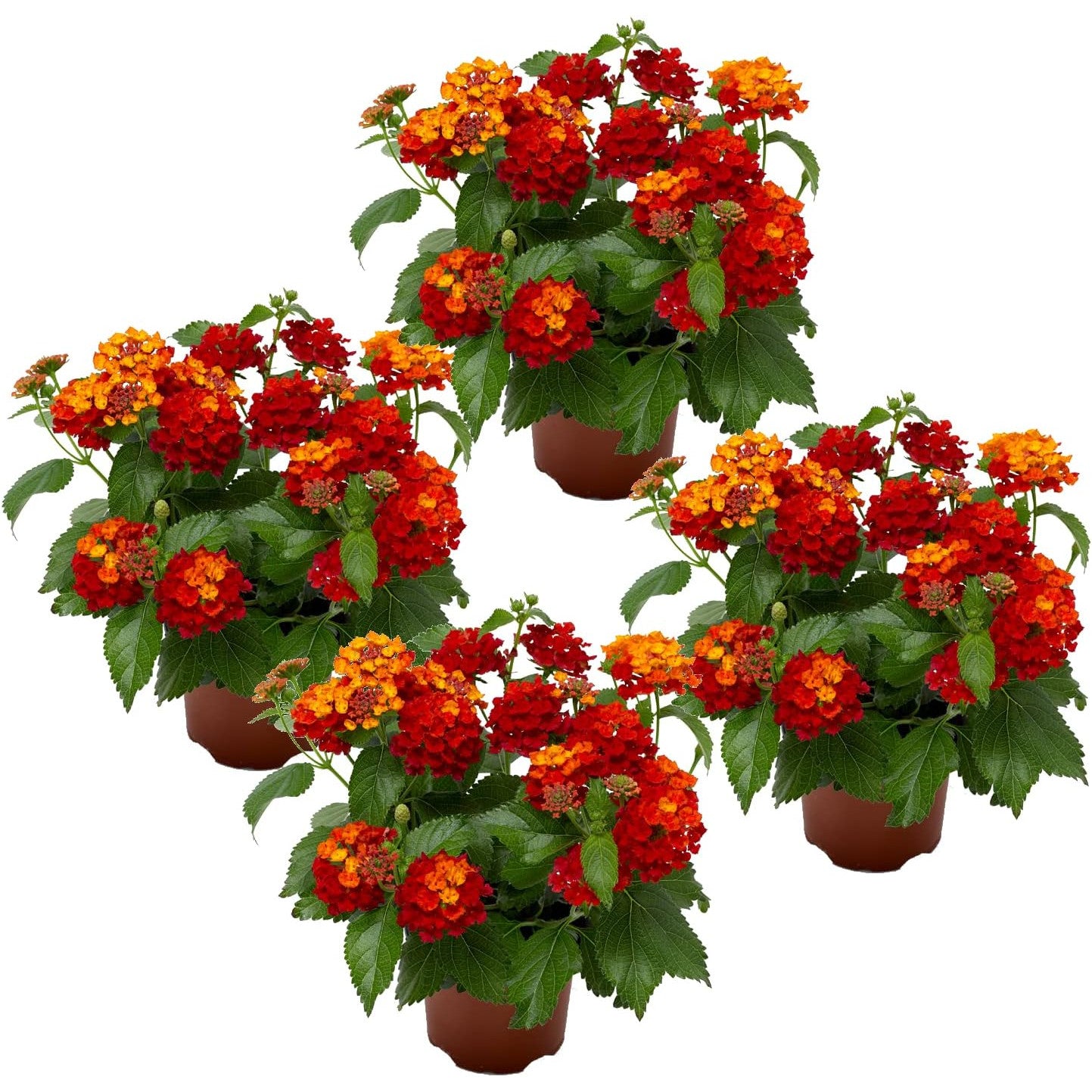 Lantana Camara - Pack 4