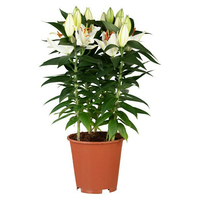 Lilium