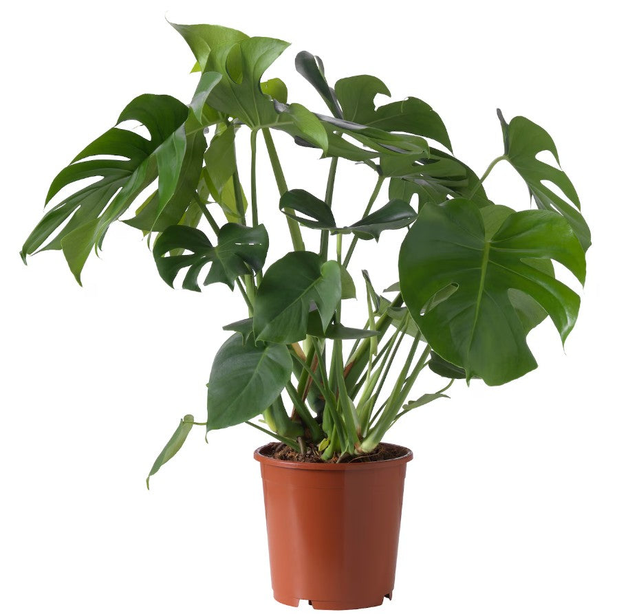 Monstera Deliciosa Costilla de Adán