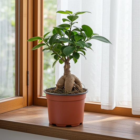 planta ficus retusa