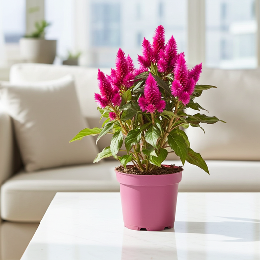 celosia argentea