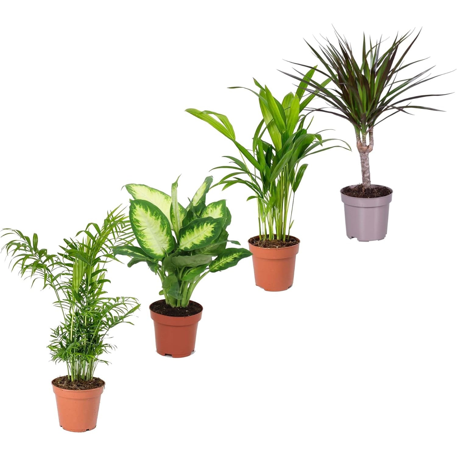 dieffenbachia beneficios Pack Plantas Salón: Chamaedorea, Areca, Dieffenbachia y Dracaena – DECOALIVE