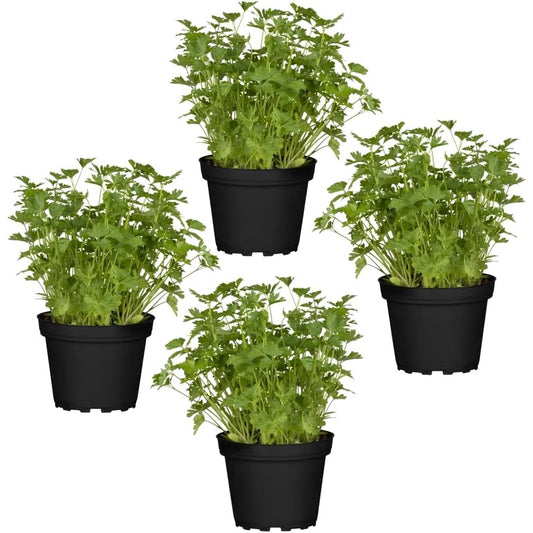 Perejil Petroselinum Crispum