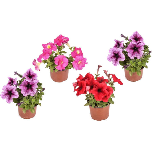 Petunia - Pack de 4