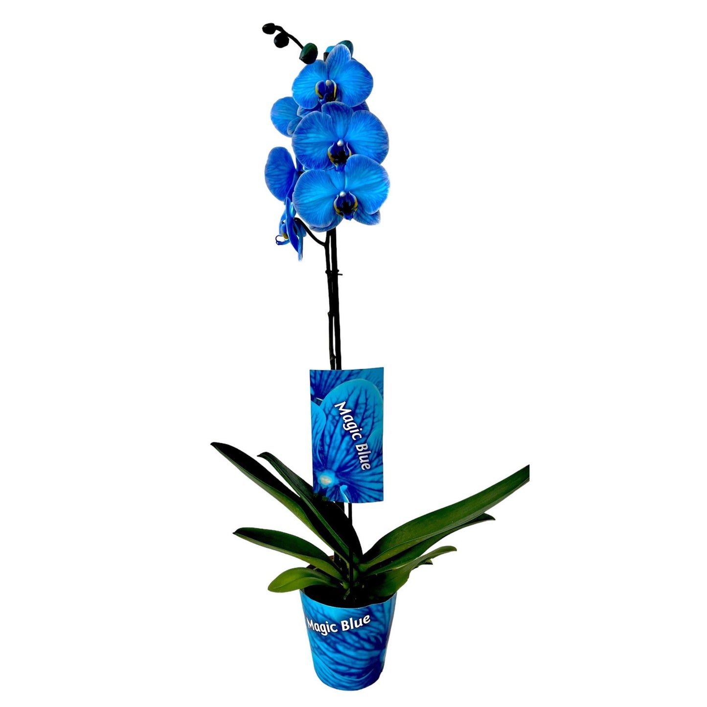 Orquídea Azul Phalaenopsis