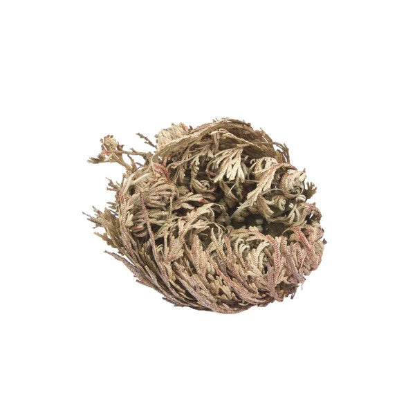 Rosa de Jericó