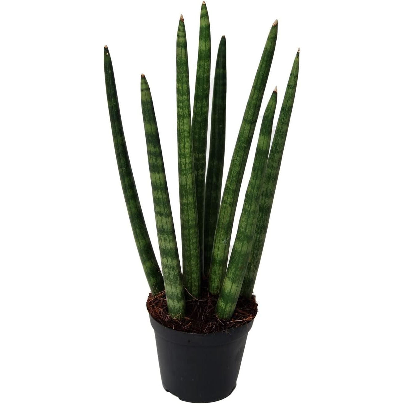 Sansevieria Cylindrica