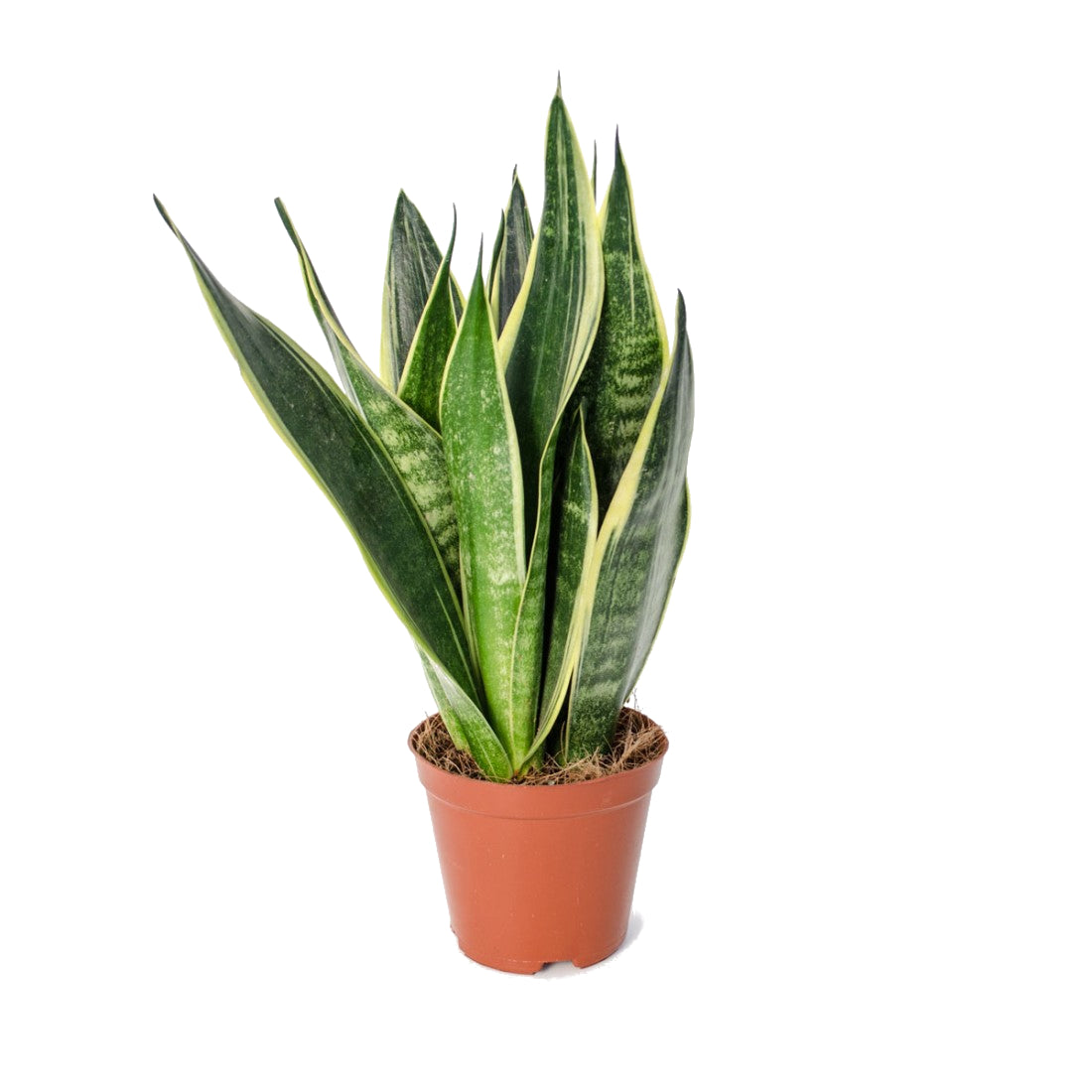 Sansevieria Trifasciata Laurentii