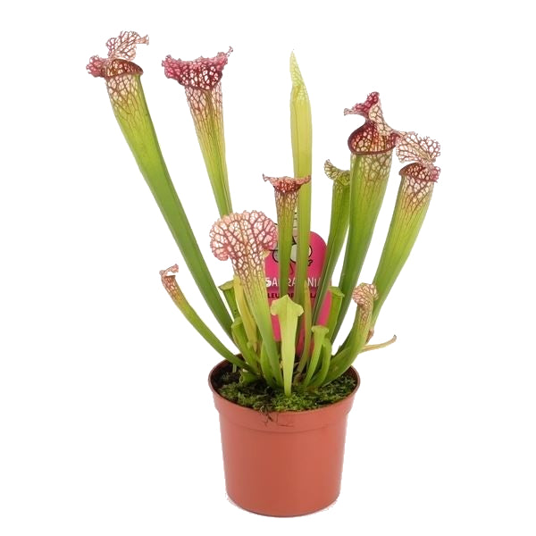 Sarracenia Leucophylla