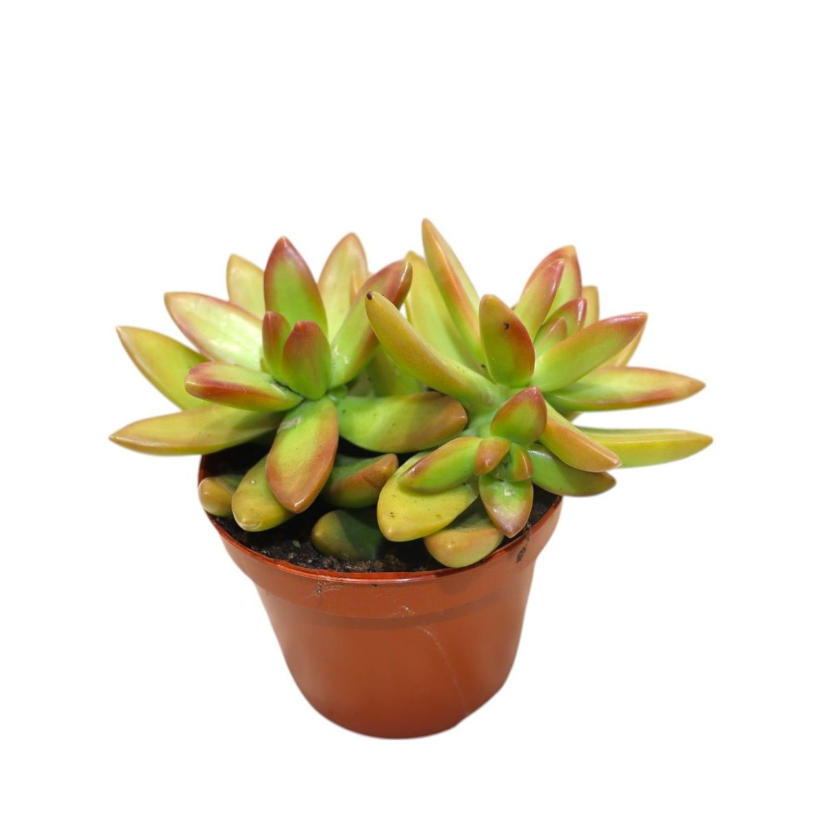 Sedum Adolphi