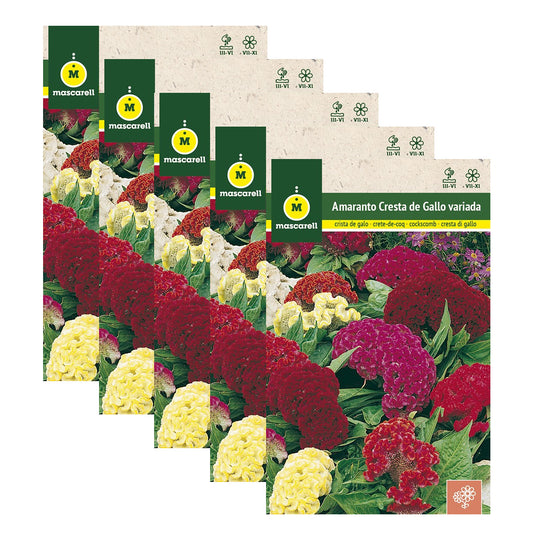 Semillas de Amaranto Cresta de Gallo - Pack de 5 Sobres