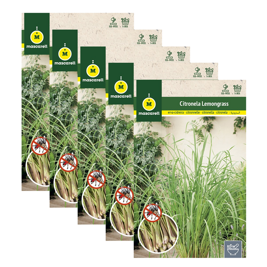 Semillas Citronela Lemongrass - Pack 5 Sobres
