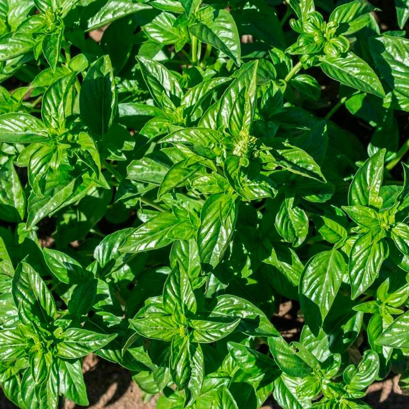 semillas albahaca limon