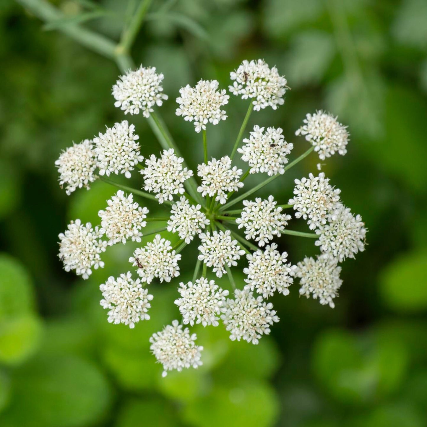 semillas anís dulce