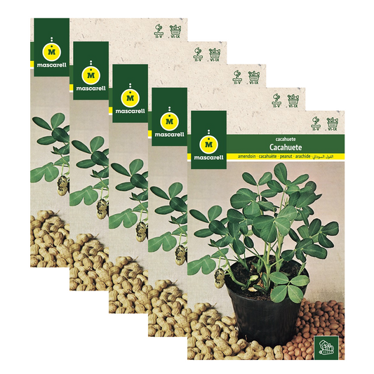Semillas de Cacahuete