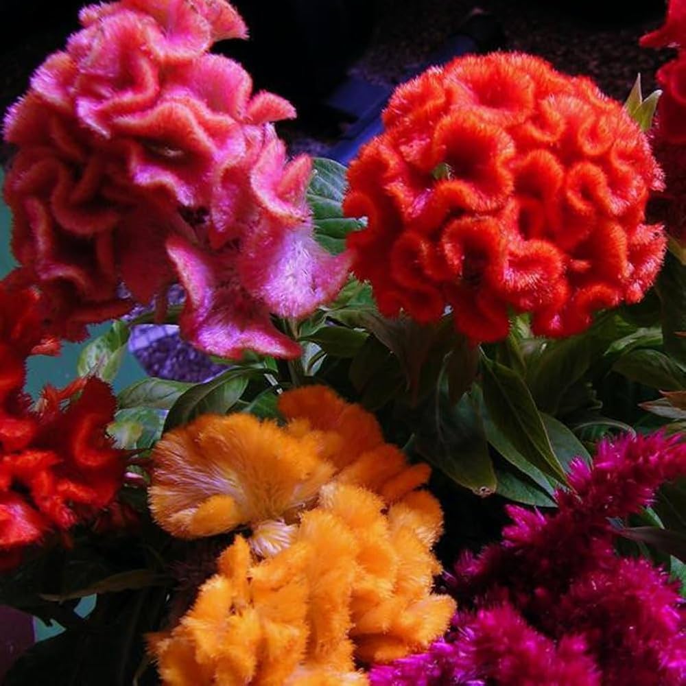 semillas de amaranto