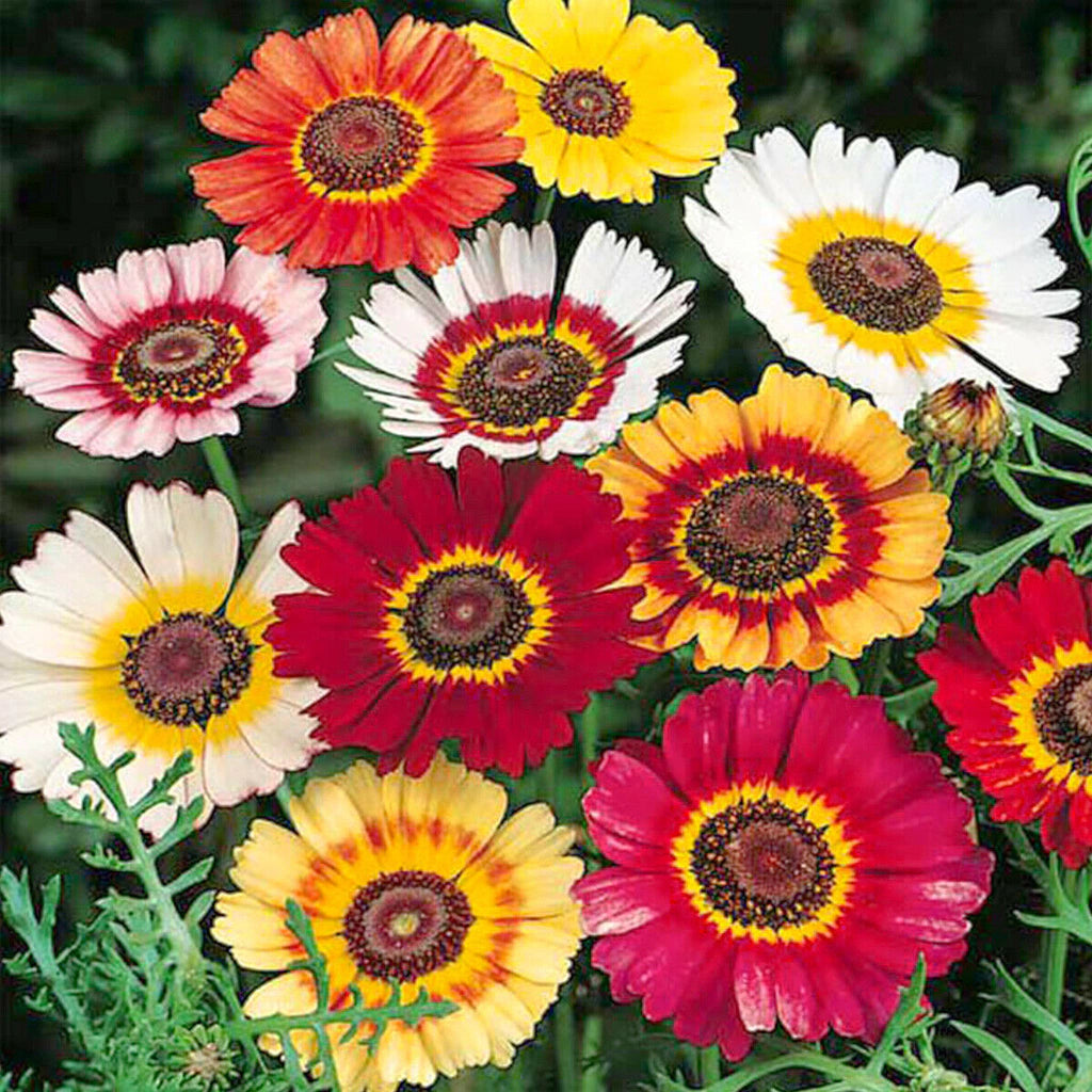 semillas de crisantemo