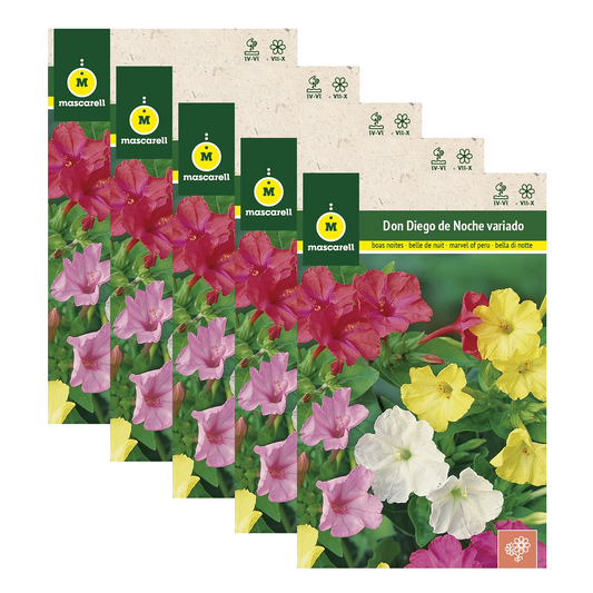 Semillas Don Diego de Noche - Pack de 5