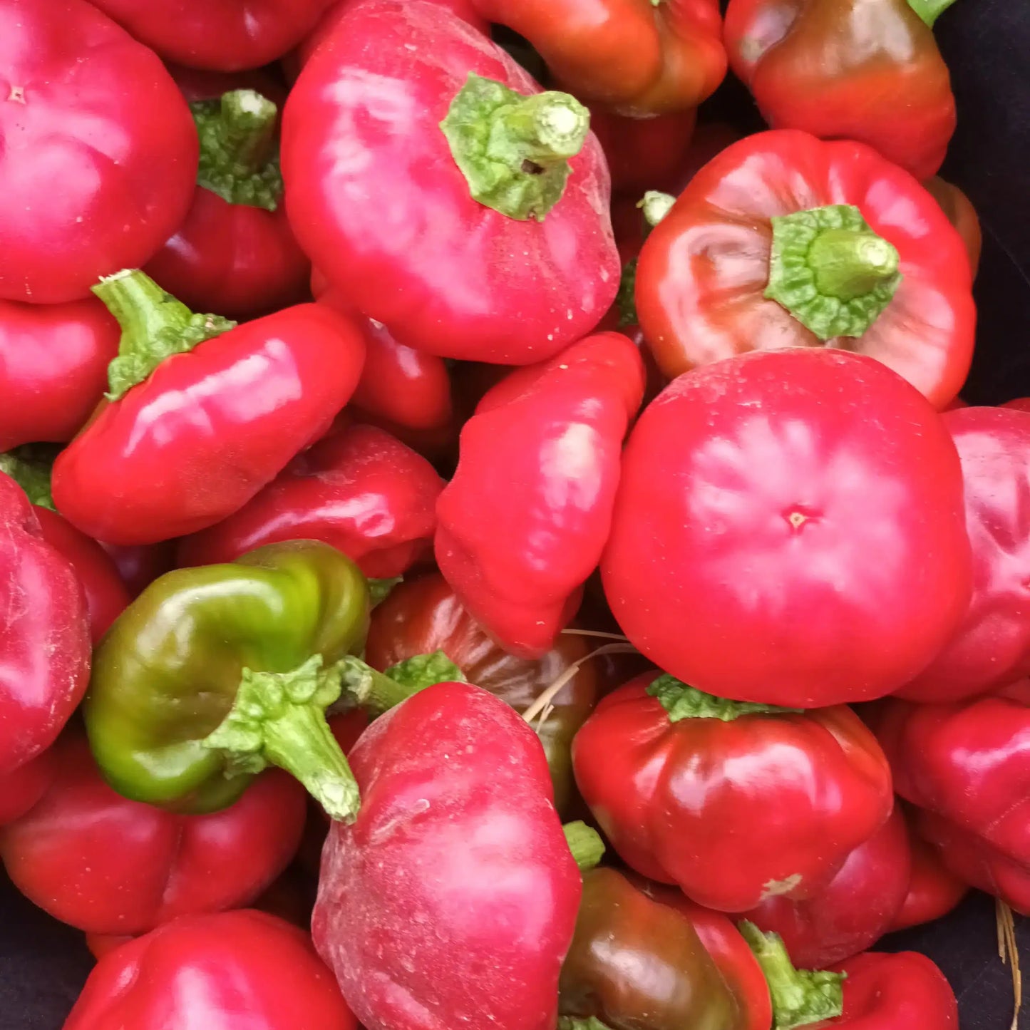 semillas pimineto ñora