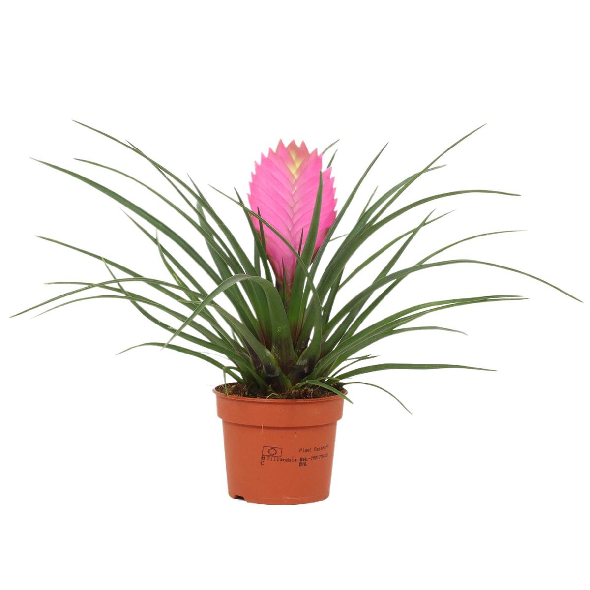 Tillandsia Cyanea
