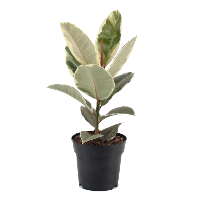 Ficus Elastica Tineke