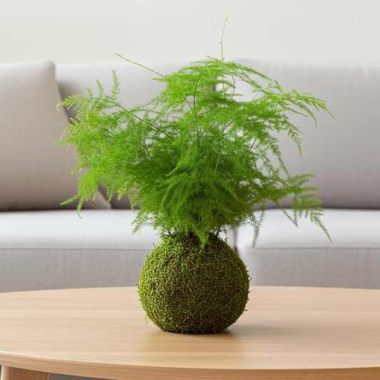 kokedama helecho plumoso