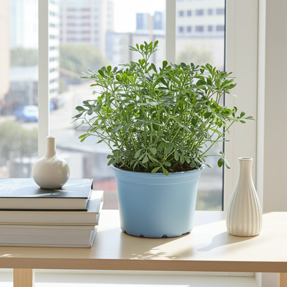 planta de ruda