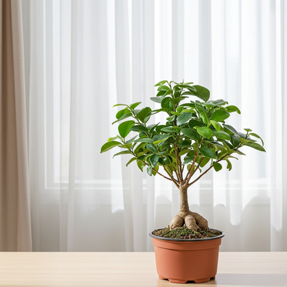 ficus ginseng natural