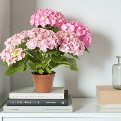 hydrangea rosa