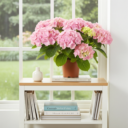 hortensia rosa