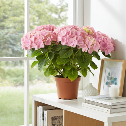 hortensia color rosa