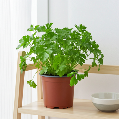 planta de perejil