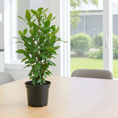 planta de laurel
