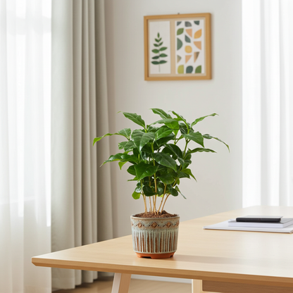 planta coffea