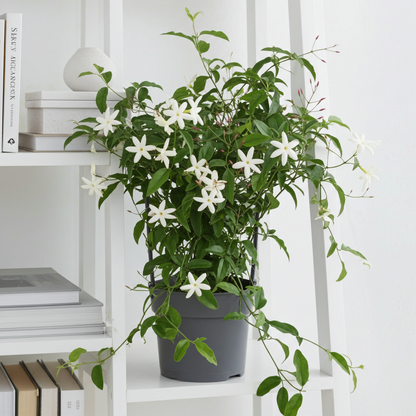 planta Jazmín Polyanthum