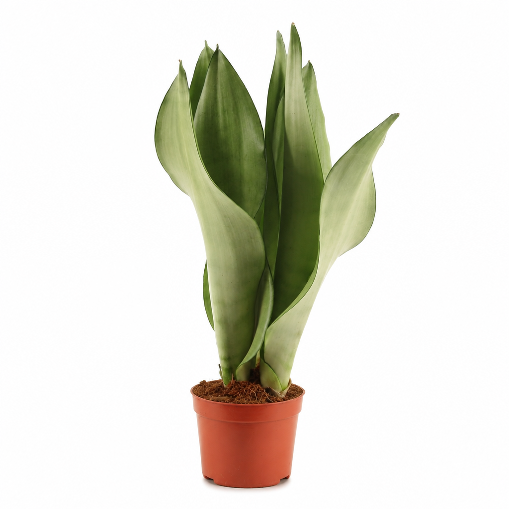 Sansevieria Moonshine · fotografía 1