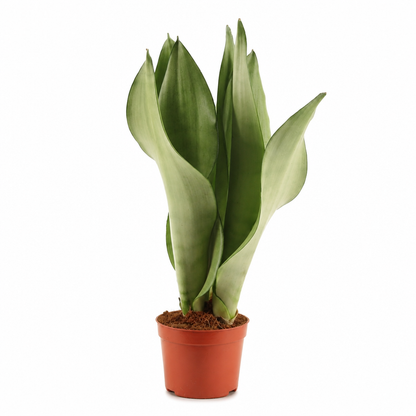 Sansevieria Moonshine · fotografía 1