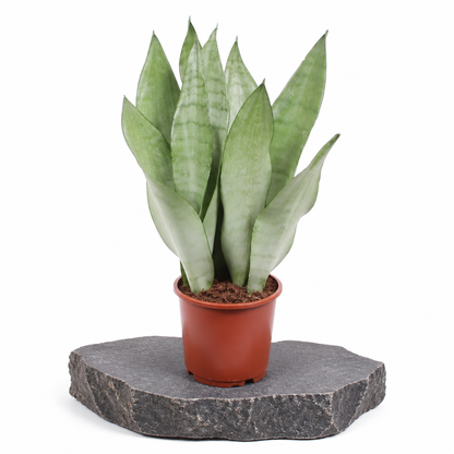 Sansevieria Moonshine · fotografía 6