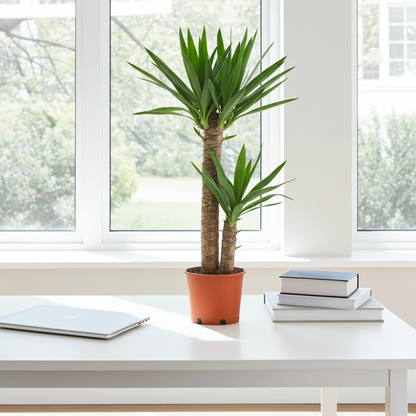 planta yucca natural
