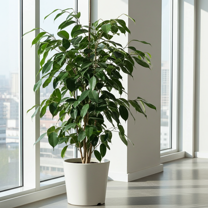 ficus benjamina planta