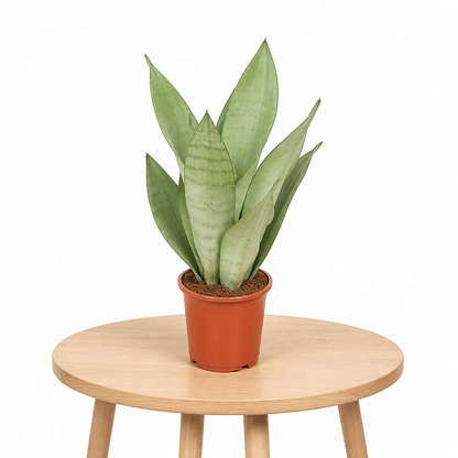 Sansevieria Moonshine · fotografía 5