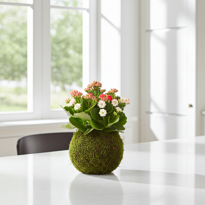 kokedama calanchoe