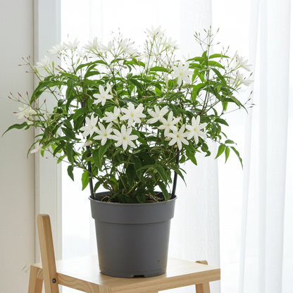 Jazmín Polyanthum natural