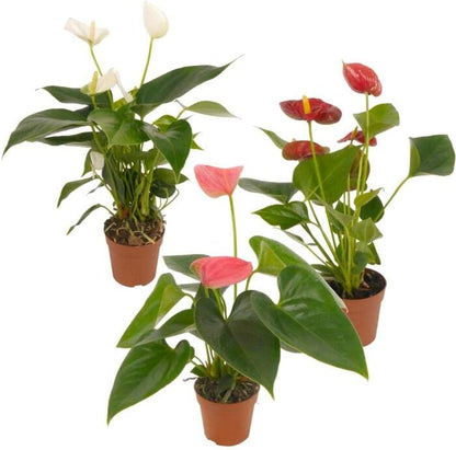 set anturio flor