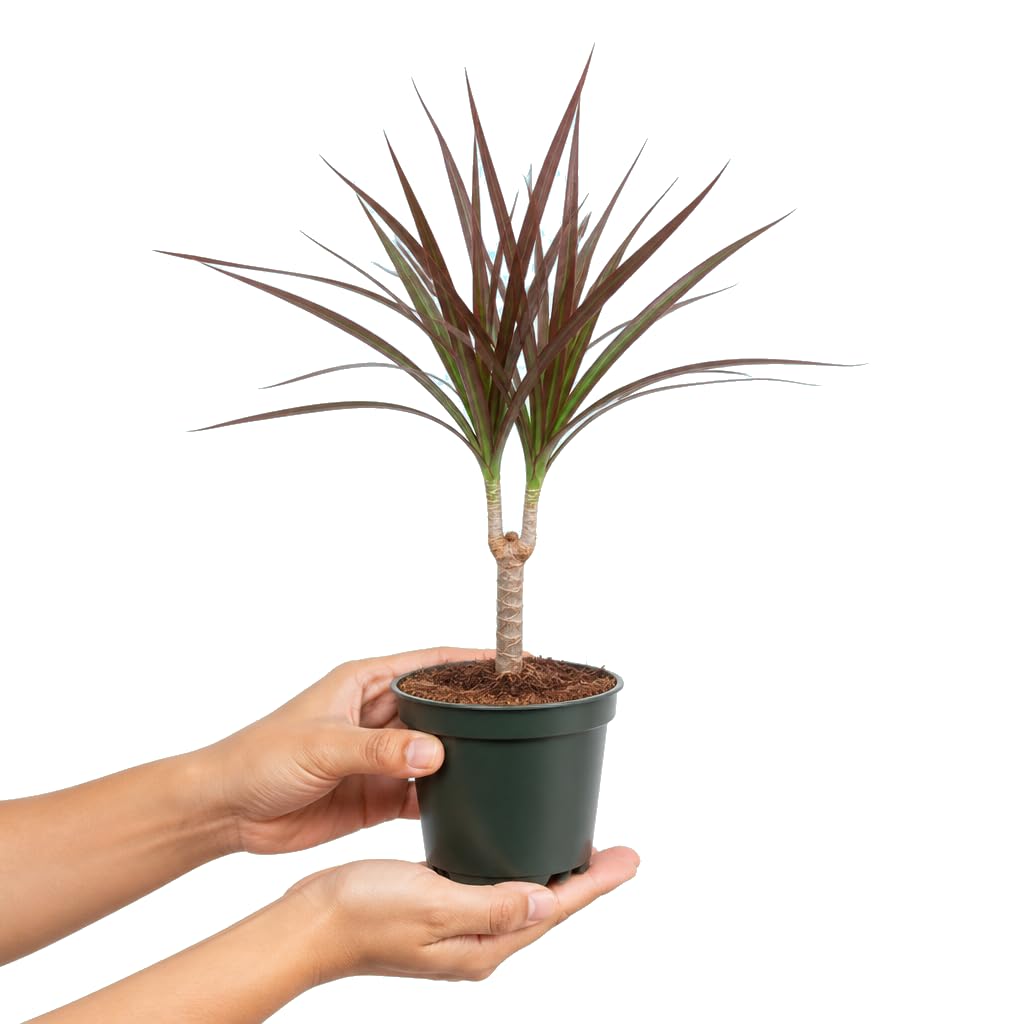Dracaena Marginata Magenta