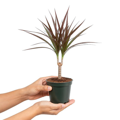 Dracaena Marginata Magenta