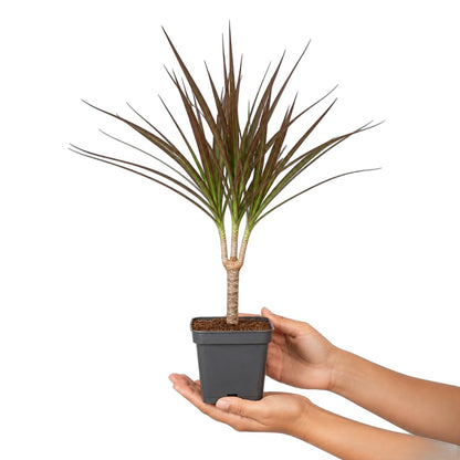 Dracaena Marginata Magenta