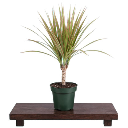 Dracaena Marginata Bicolor