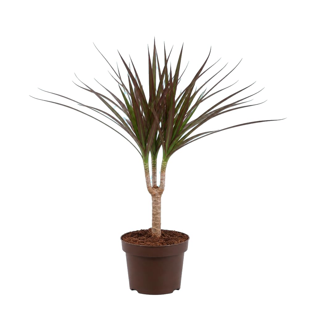 Dracaena Marginata Magenta